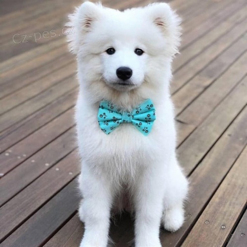 kr�sn� �istokrevn� �t��ata Samojed pes a fena K dispozici hled�me nov� domov s mikro�ipem a rodokmenem jsou 3 m�s�ce star� s rodi�i tak� za d�rek ... E-mail ::::: brandonmba10@gmail.com