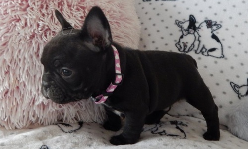 k dispozici nyn�, kr�sn� a hrav� francouzsk� buldok �t��ata k dispozici k adopci.12 t�dn� star�