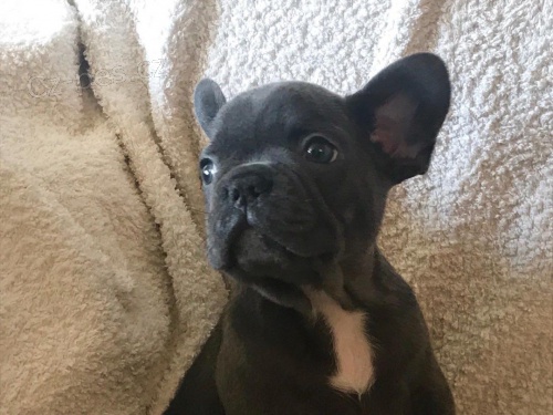 k dispozici nyn�, kr�sn� a hrav� francouzsk� buldok �t��ata k dispozici k adopci.12 t�dn� star�