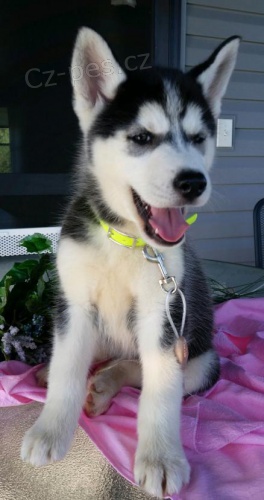 nyn� k dispozici, kr�sn� a hrav� ps� a sibi�sk� husky �t��ata k dispozici pro adopci.3 m�s�ce star�