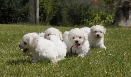 Bi��nik, Pred�m ps�ka