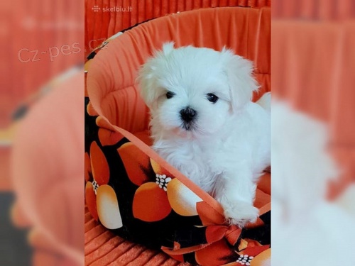 Westhighlandsk� biely Terrier, Darujem ps�ka