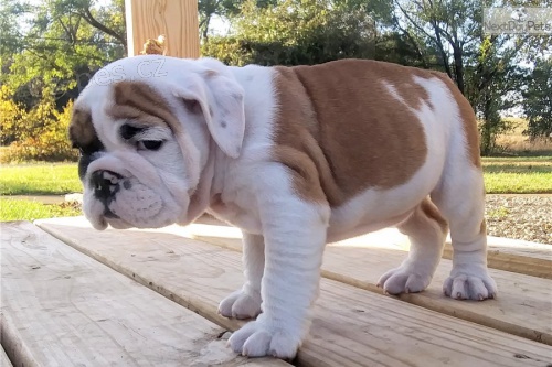 Nyn� k dispozici kr�sn� a anglick� buldok �t��ata teri�r�, pes a fena k dispozici pro adopci ve v�ku 12 t�dn�