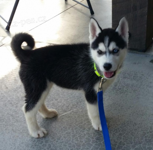adoptivn� �t���tka p��telsk� a hrav� sibi�sk� husky