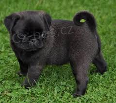 adoptivn� �t���tka p��telsk� a hrav� mops