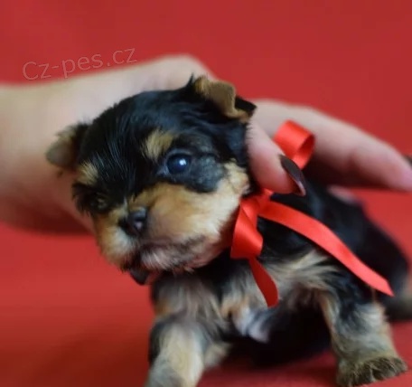 Jork��rsk� terrier s pp