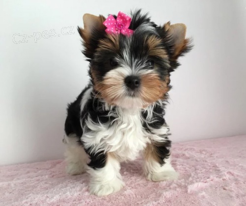 MINI BIEWER Jork��rsk�ho Teri�ra