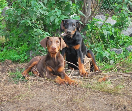 Dobrman �t��ata s rodokmenem z CHS HP prod�m