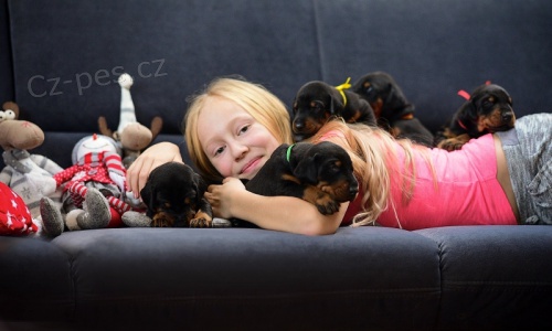 Dobrman - kr�sn� �t���tka s PP