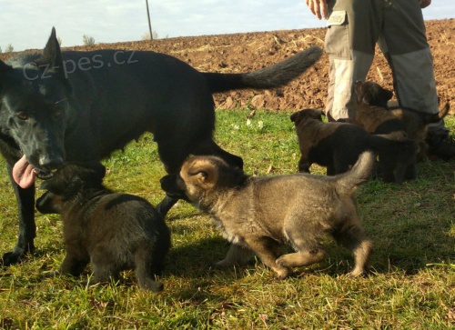 N�meck� ov��k - �t��ata