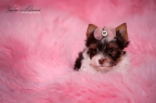 Barevn� york��rkov� s PP(rodokmeny)