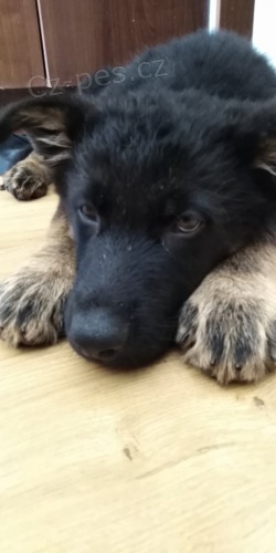 N�meck� ov��k �t�n�