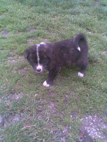 Akita-Inu n�dhern� fenka