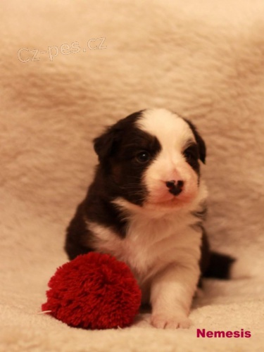 Australsk� ov��k