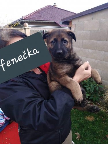 Prod�m fene�ku n�meck�ho ov��ka s PP