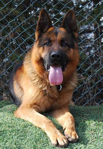 N�meck� ov��k - �t��ata