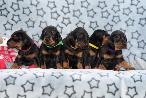 Dobrman - kr�sn� �t���tka s PP