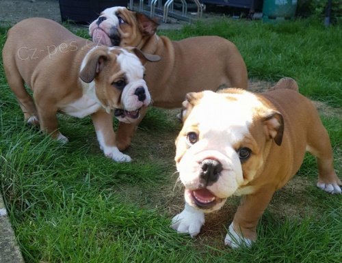 Anglick� buldok �t�n� k dispozici