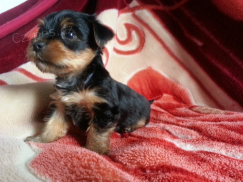 Mini york��rsk� teri�r