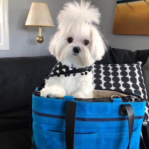 Maltsk� �t���tka k dispozici k adopci