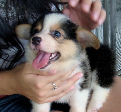 Pembroke Welsh Corgi �t��ata jsou k dispozici