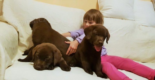 Labrador - sv�tl� �t���tka