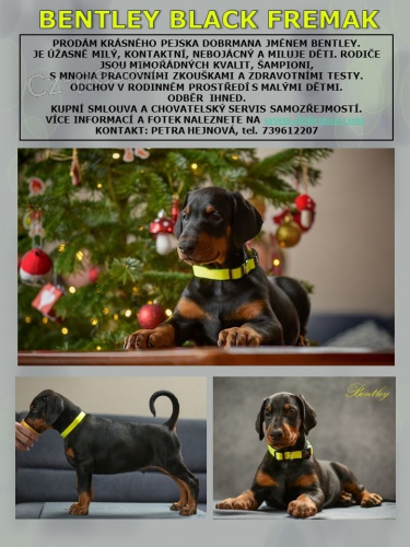 Dobrman - kr�sn� pejsek s PP