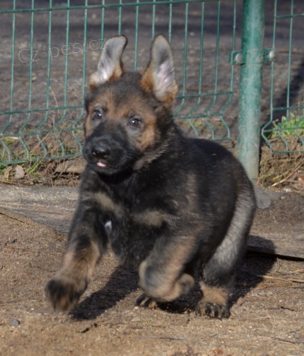 N�MECK� OV��K �t��ata s PP