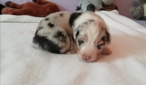 Australsk� ov��k s PP