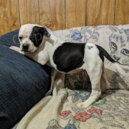 laskav� srde�n� �t��ata americk�ho buldoka zdarma