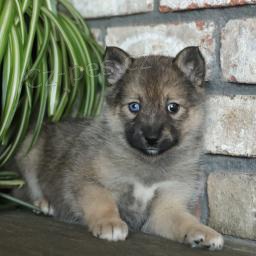 Miluj�c� Pomsky �t���tka k adopci.