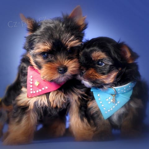 Jork��rsk� teri�r �t��ata k adopci