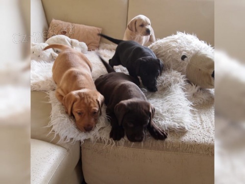 �ten�tka labradora s PP