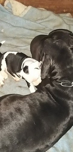 Americk� stafordsk� terier