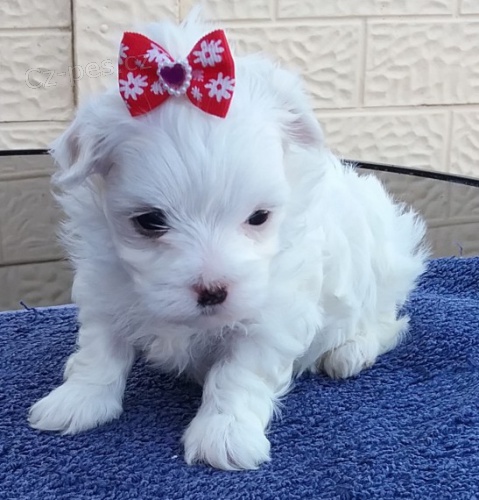 ��lek maltsk�ch �t���tek.