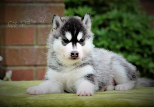 sibi�sk�ch husky
