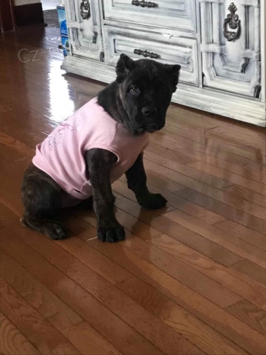 n�dhern� �istokrevn� �t���tka Cane Corso