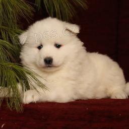 roztomil� samojedsk� �t��ata.