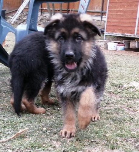 N�meck� ov��k �t��ata s PP