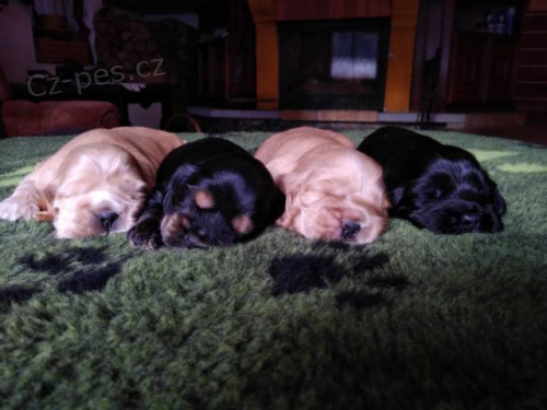 �t���tka - Anglick� kokr�pan�l