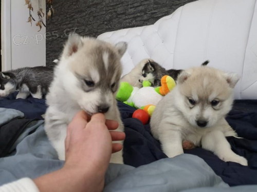 Sibi�sk� husky - �t���tka na prodej