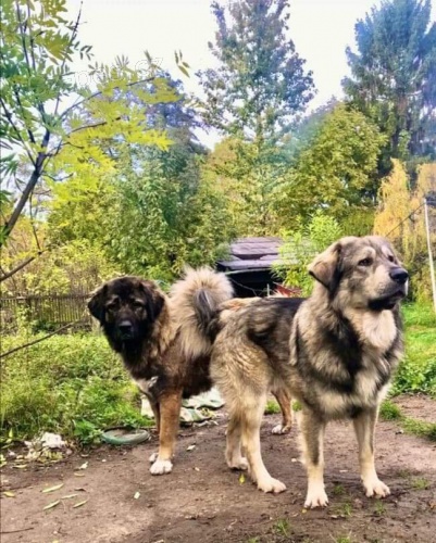 Kavkazsk� pasteveck� pes s �ipem