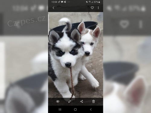 �t��ata sibi�sk�ho husky Fci/Vdh/Dcnh