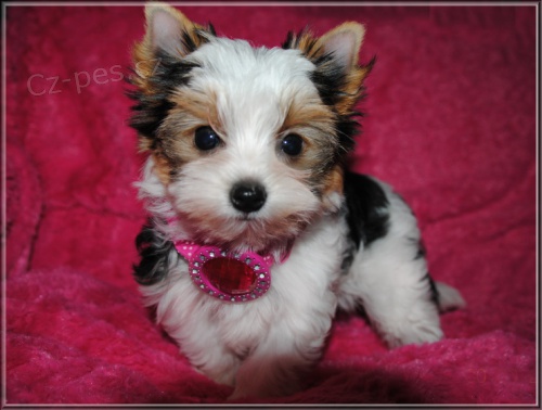 Biewer york��rsk�ch teri�r� �t��ata