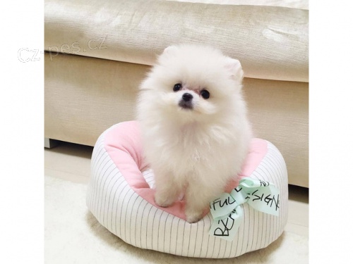 Pomeranian �t��ata (miniaturn�)