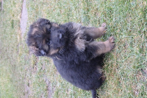 Ji� lze zadat dv� kr�sn� fenky dlouhosrst� NO s PP