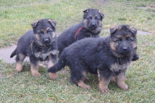 k zad�n� luxusn� �t��ata NO s PP