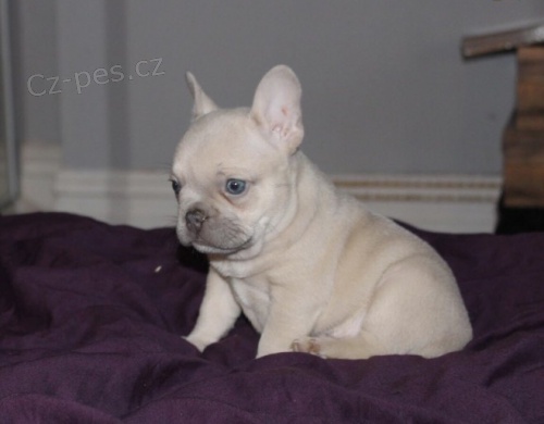 Francouzsk�ho buldo�ka