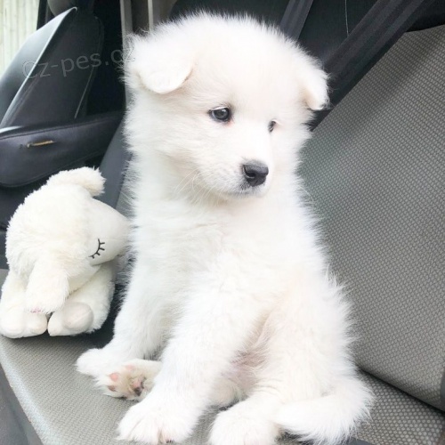 samci a feny Samoyed �t��ata....