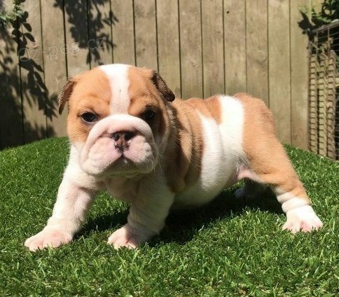 Rodokmen �t��at anglick�ho buldok